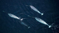 currentsinbiology:  Narwhals beat the death sentence of low genetic