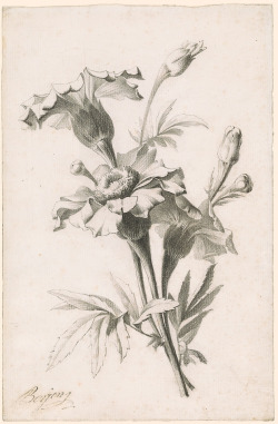 roma-2018:   Study of a Flower Antoine Berjon (French,1754-1843) 