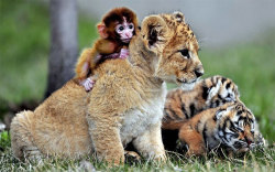 Their friendship knows no bounds (young animals at Guaipo Manchurian Tiger Park, Shenyang, China)