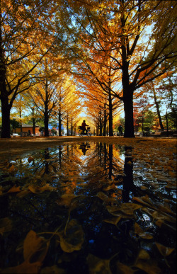 brutalgeneration:  The Bike at the End of the Puddle (by torode)