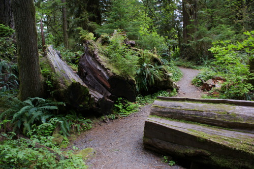 pnw-forest-side:Cutting through, because trees fall down - Quinault