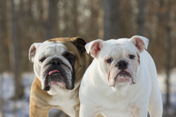 English Bulldog Love