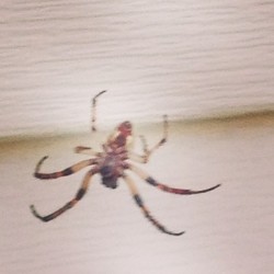 Just smoked this fool. Creepy ass bitch #dead #spider #killer