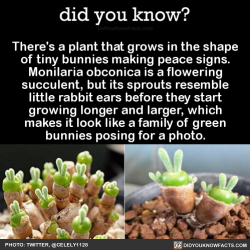 did-you-kno:  There’s a plant that grows in the shape of tiny
