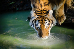 funkysafari:Drinking tiger by Mathias Appel