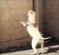 4gifs:  Barkour [video]   BARKOUR!!! That’s awesome!