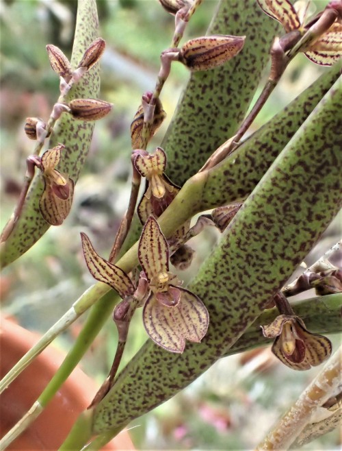 orchid-a-day:  Acianthera crepinianaSyn.:  Pleurothallis crepiniana;