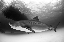 house-of-gnar:  tiger shark2 (B&W) by AlKok on Flickr.