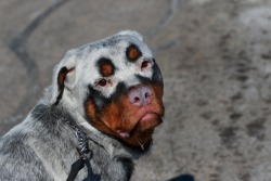 Dog looks like a member of ICP!