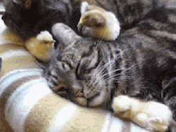 sologatos:  42559 gif-guy:  http://gif-guy.tumblr.com/  