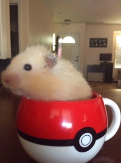 hamsters-in-cups:  lil-hamilton: I’ve been lying this whole