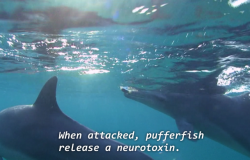 rubiesfairy:  gang0fwolves:  nyilams: did u kno dolphins puff