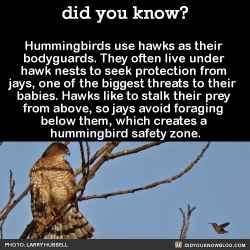 did-you-kno:  Hummingbirds use hawks as their bodyguards. They