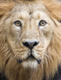 Bendhur   llbwwb:  sad lion by Michael Hockerts