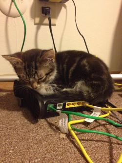 awwww-cute:  Internet for me, warm nap spot for the kitten 