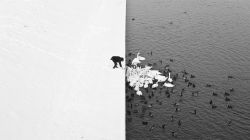 polandgallery:  A man feeding swans and ducks from a snowy river