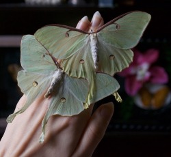 thebutterflybabe:  The Luna Moth has no mouth and does not eat