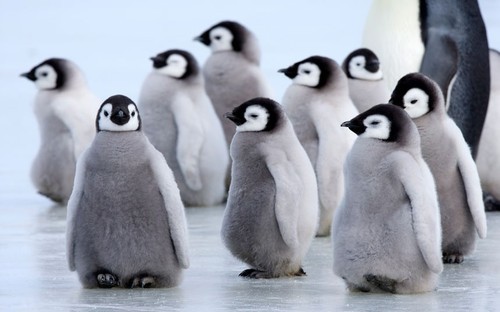 Gaggle of gorgeous (Emperor Penguin chicks)