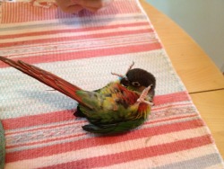 monkeysaysficus:  izzytiz:  My bird discovering her belly for