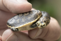 sdzoo:When keepers discovered a clutch of mystery eggs in Reptile