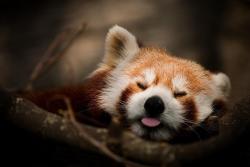 gothiccharmschool:  mjschryver:  Red pandas, being adorable.