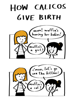 smilingribs:  How Calicos Give Birth. Based on a dream my girlfriend