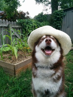 hotdiggitydogblog:  Goofy garden dog. 