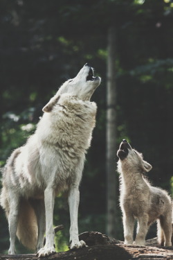 ikwt:  Father & Son (Mladen Janjetovic) | instagram