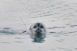 doggos-with-jobs:  Antarctic water doggo tracking climate change
