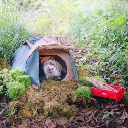 boredpanda:   Tiny Hedgehog Goes Camping, And His Pics Are The