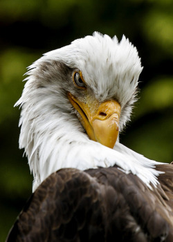jaws-and-claws:  Eagles at Eagle Heights by wwmike on Flickr.