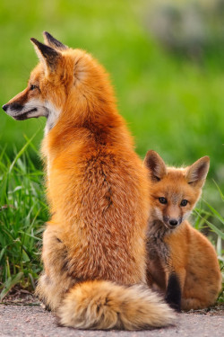 wonderous-world:  Fox Family by Nasim Mansurov 