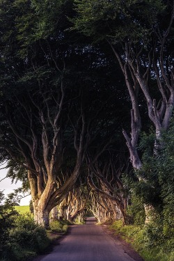 ponderation:  The Dark Hedges by Jean Claude Castor
