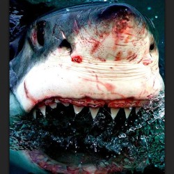 Spirit animal, White Death. Carcharodon Carcharias. #spiritanimal