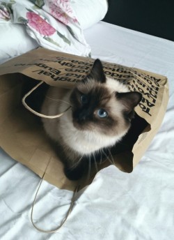 ajmiee:kitten + shopping bag