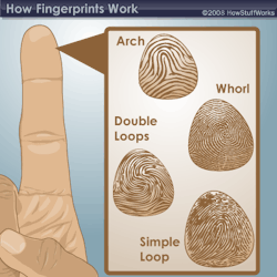 howstuffworks:  Why do we have fingerprints? The chances of two