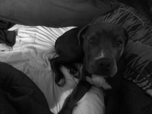 Luna kept me company last night and I awoke drowning in puppy love :)