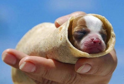 all-thats-interesting:  Dog BurritosThis is the greatest, most