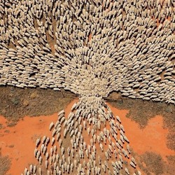  orplid: Sheep - a flock moving to another field through a narrow