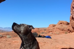 amanda-kathleen:  Here’s a photo of my little desert dog on