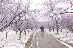 mingsonjia:  Plum Blossom Hill (Meihua Shan), Nanjing by 阳光心情