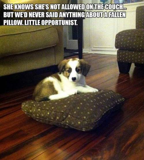geekgirlsmash:  pr1nceshawn: Some People Know How To Break All The Rules.  Chaotic Good Dogs! 