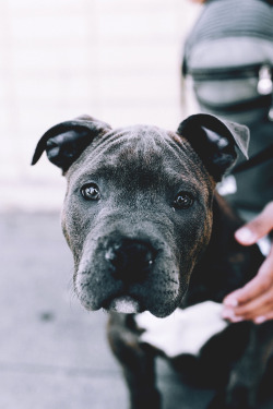motivationsforlife:  Puppy by Isaac Garcia // Instagram // Edited