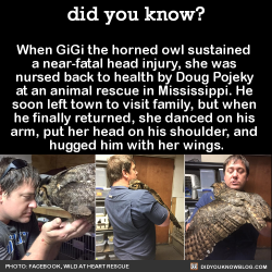 did-you-kno:  When GiGi the horned owl sustained  a near-fatal