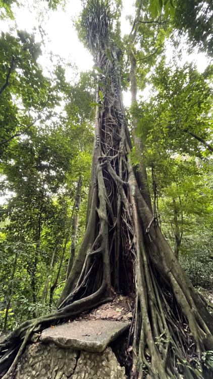 oneshotolive:  Palenque, Mexico [OC] [2268x4032] 📷: Ravenwood1311