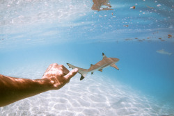 sereiagypsy:  .