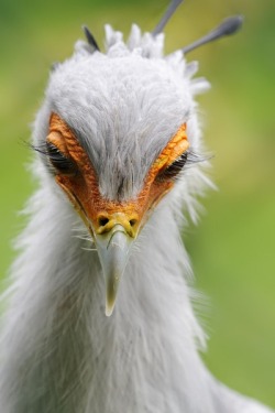 Give us a wink (Secretary Bird … those eyelashes are almost surreal!)