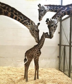 Giraffe baby getting all the lovin’ tonight! Lol