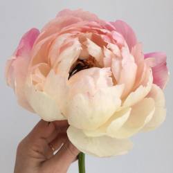 heather-page: This is a Friday kind of flower for sure. Peonies