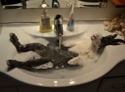 Just another day at the bunny spa … he looks sooooo relaxed